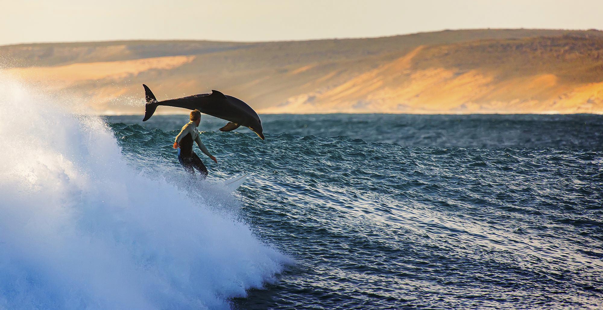 8 снимки на делфини и сърфисти порещи вълните заедно